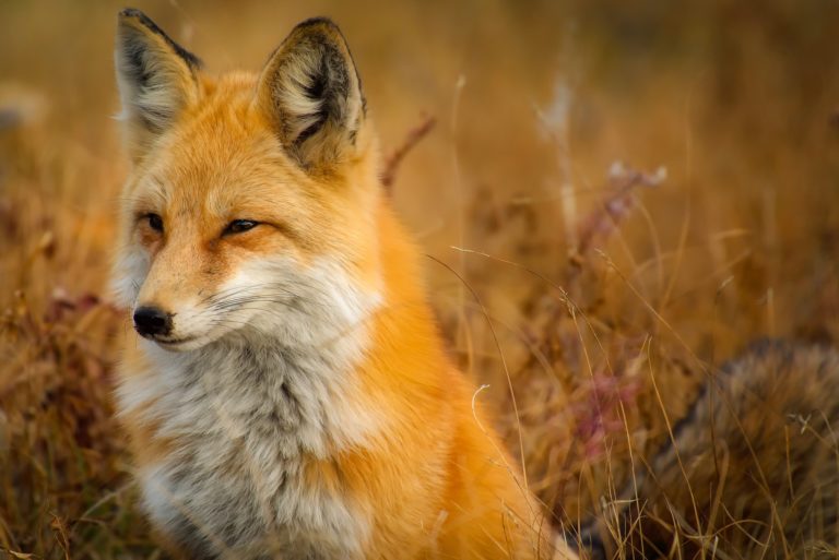 Close Up Of Fox On Grass 247399